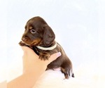 Small #4 Dachshund