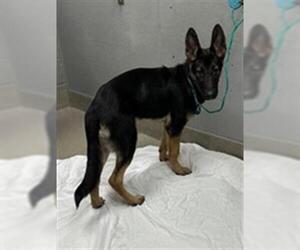 German Shepherd Dog-Unknown Mix Dogs for adoption in Las Vegas, NV, USA