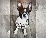 Small Photo #5 Boston Terrier Puppy For Sale in Little Elm, TX, USA