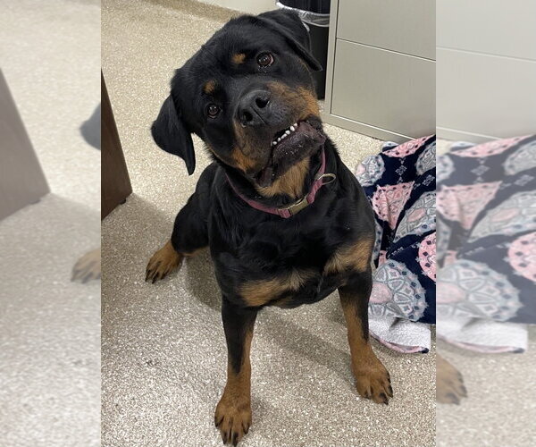 Medium Photo #7 Rottweiler Puppy For Sale in White Hall, AR, USA