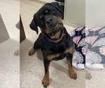 Small #6 Rottweiler