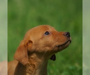 Labrador Retriever Puppy for sale in FRESNO, OH, USA