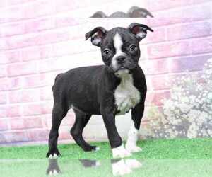 Boston Terrier Puppy for sale in BEL AIR, MD, USA