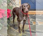Small Photo #5 German Shorthaired Pointer Puppy For Sale in Corona, CA, USA