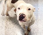 Small #1 American Pit Bull Terrier
