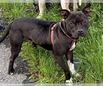 Small American Staffordshire Terrier Mix