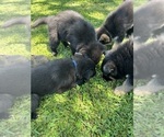 Small Photo #6 German Shepherd Dog Puppy For Sale in SALUDA, SC, USA
