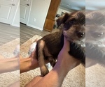 Small Photo #5 Schnauzer (Miniature) Puppy For Sale in CONROE, TX, USA