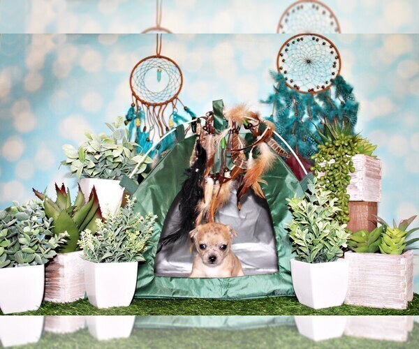Medium Photo #56 Chihuahua Puppy For Sale in CHARLESTON, AR, USA