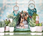 Small Photo #56 Chihuahua Puppy For Sale in CHARLESTON, AR, USA