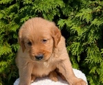 Small #5 Golden Retriever