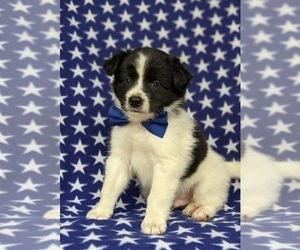 American Eskimo Dog-Border Collie Mix Puppy for sale in QUARRYVILLE, PA, USA