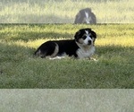 Small Photo #4 Australian Shepherd Puppy For Sale in SHALLOTTE, NC, USA