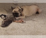 Small Photo #1 French Bulldog Puppy For Sale in ROGERSVILLE, TN, USA