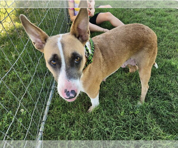 Medium Photo #1 Bull Terrier-Unknown Mix Puppy For Sale in Oakhurst, NJ, USA