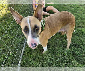 Bull Terrier-Unknown Mix Dogs for adoption in Oakhurst, NJ, USA