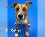 Small #5 Retriever  Mix