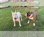 Small #3 Bull Terrier