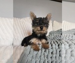 Small #1 Yorkshire Terrier