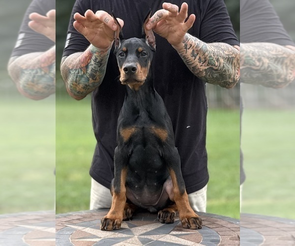 Medium Photo #3 Doberman Pinscher Puppy For Sale in NEWTON, NC, USA