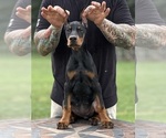 Small #2 Doberman Pinscher