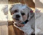 Small #6 Shih Tzu