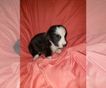 Puppy Mia Border Collie