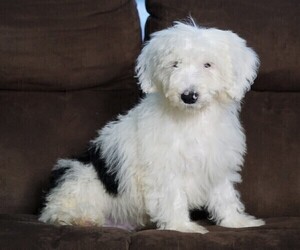 Poodle (Miniature)-Sheepadoodle Mix Puppy for sale in FREDERICKSBG, OH, USA