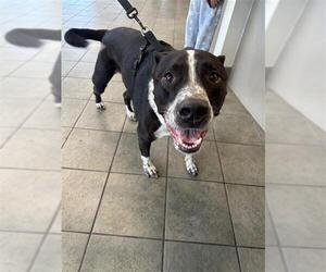 German Shorthaired Lab Dogs for adoption in San Antonio, TX, USA