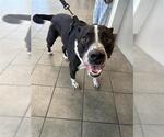 Small German Shorthaired Lab