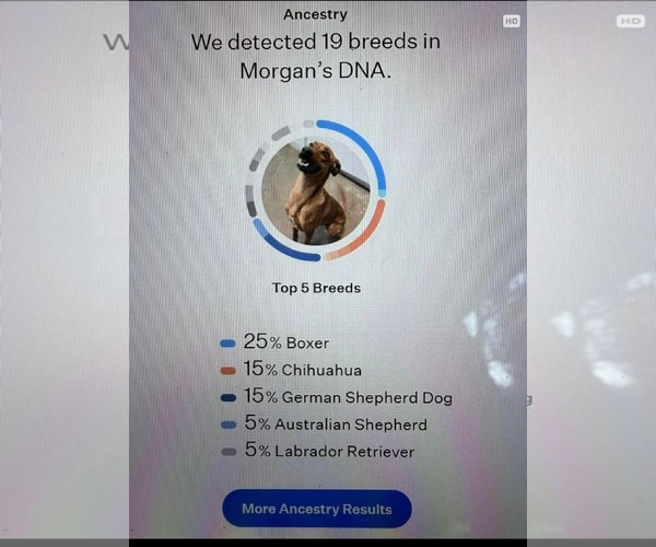 Medium Photo #7 Boxerhuahua Puppy For Sale in Oakhurst, NJ, USA