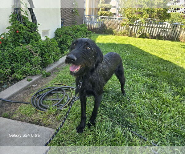 Medium Photo #4 Labradoodle Puppy For Sale in Clovis, CA, USA