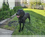 Small #3 Labradoodle