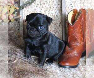 Pug Puppy for sale in FREDERICKSBRG, PA, USA