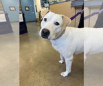 Small #3 Labrador Retriever