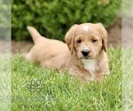 Small #1 Miniature Labradoodle