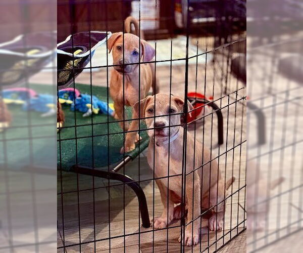 Medium Photo #2 American Pit Bull Terrier-Labrador Retriever Mix Puppy For Sale in Lakewood, CO, USA