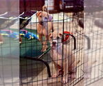 Small #1 American Pit Bull Terrier-Labrador Retriever Mix