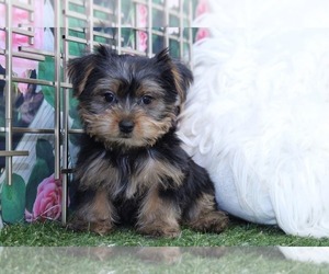 Yorkshire Terrier Puppy for sale in MARIETTA, GA, USA
