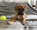 Small Photo #6 Boxer Puppy For Sale in WEST COLUMBIA, SC, USA