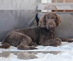 Small Photo #1 Labradoodle Puppy For Sale in HOUSTON, TX, USA