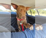 Small #5 Australian Kelpie Mix