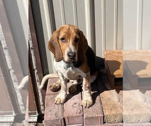 Beagle Puppy for sale in FORT DODGE, IA, USA