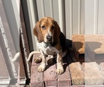 Image preview for Ad Listing. Nickname: Ruff