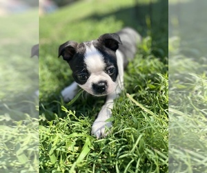 Boston Terrier Puppy for sale in WASHBURN, MO, USA