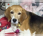 Small #1 Beagle