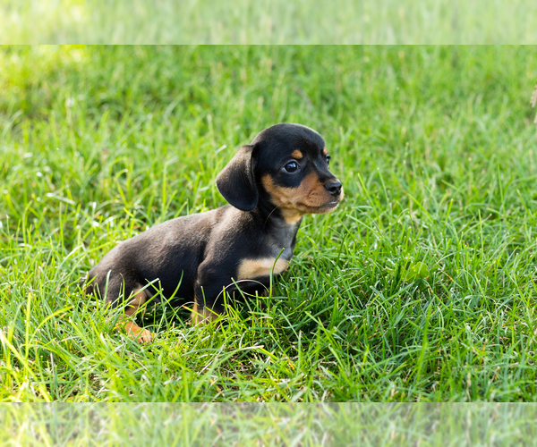 Medium Photo #4 Dachshund Puppy For Sale in NAPPANEE, IN, USA