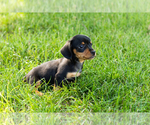 Small #3 Dachshund