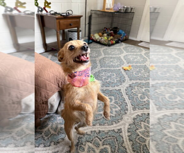 Medium Photo #7 Mutt Puppy For Sale in San Leon, TX, USA