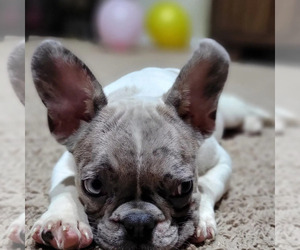 French Bulldog Puppy for sale in TAMPA, FL, USA